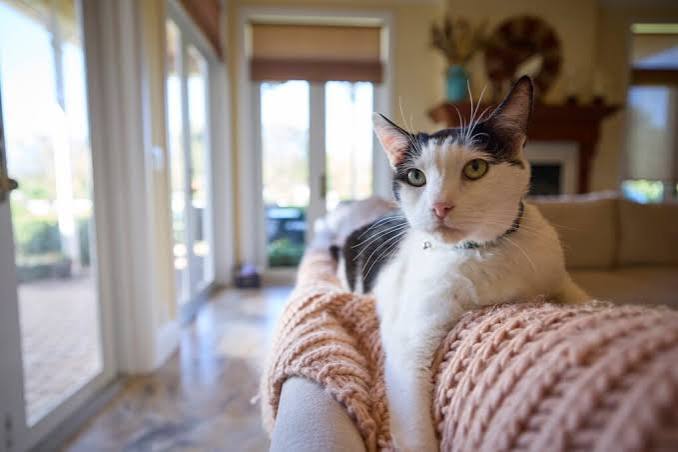 A black and white family cat relaxing at home