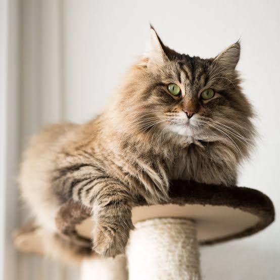 A long-haired family cat resting comfortably