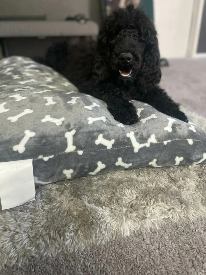 A black poodle relaxing at home