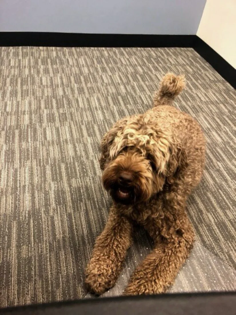 A curly-coated family dog resting indoors
