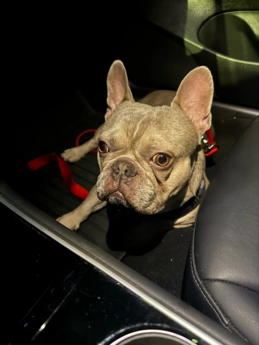 A family French bulldog