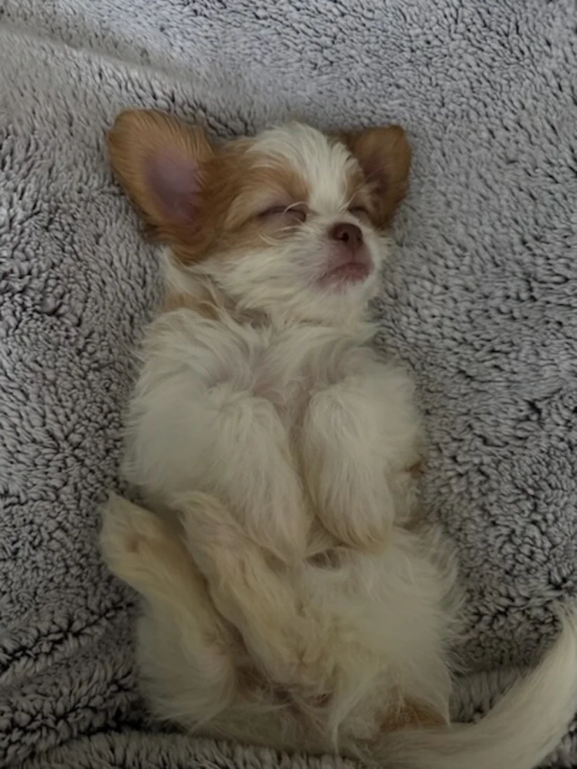 A small dog sleeping peacefully on a soft blanket